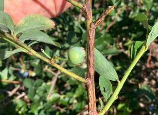 scarred slots on branch of blueberry bush