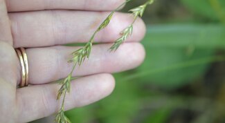 hand behind flowering clusters of beakgrass
