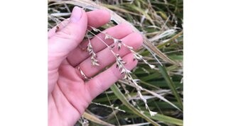 seeds of beakgrass in the fall held in hand