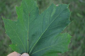 Green Norway maple leaf