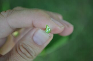 fingers holding the end of a Norway maple leaf stem showing drops of white sap coming out of the cut end.
