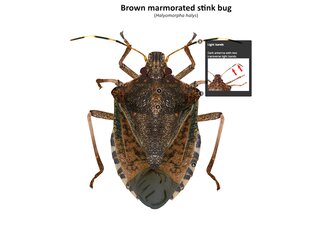 Overhead view of a brown marmorated stink bug with pull out photo descriptions.