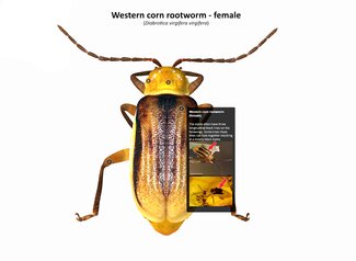 Overhead view of a female Western corn rootworm with pull out photo descriptions.