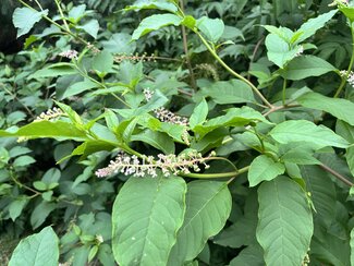 American pokeweed flower spike in bloom with large green leaves in background