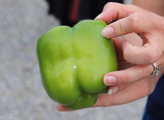 person holding a green bell pepper