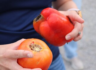 person holding a red bell pepper and a red tomato