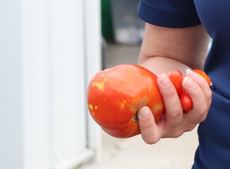 person holding two red tomatoes with yellow splotches