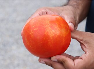 person holding a red tomato with gold flecking