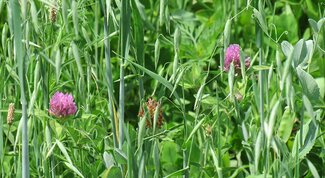 red clover and oats and peas