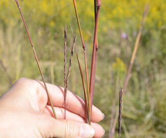 hand holding a red grass stem