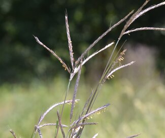 Big bluestem in flower