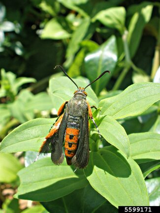 Black and orange squash vine borer moths can be very difficult to identify during daylight. Courtesy: Ansel Oommen