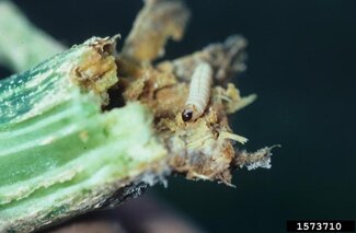 Squash vine borer larvae boring in an affected plant stem. Courtesy: Gerald Holmes