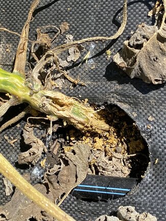 Squash damage and frass lining the base of the stem from a squash vine borer larvae. Courtesy: Alexis Barnes, South Dakota State University 