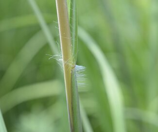 grass stem