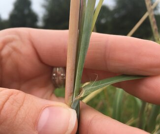 hand holding leaf blade away from stem