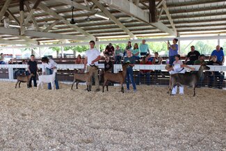 exhibitors lined up during the goat show