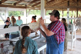 judge examining a chicken during the poultry show