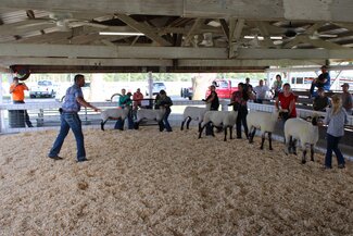 sheep exhibitors lined up in the show ring