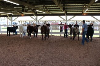 beef exhibitors 