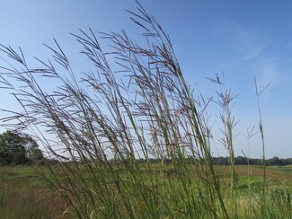 big bluestem clump in a prairie with blue sky