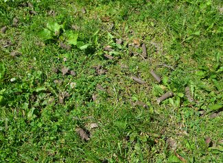 Pieces of clumped soil laying on a lawn after aeration. 