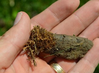 A person holding a lawn core of grass and soil from an aerator. 