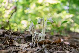 Ghost plant flowers 