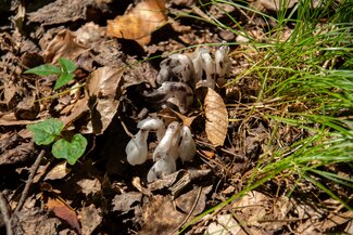 Ghost plant flowers emerging