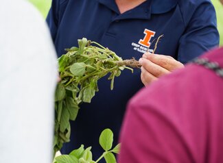 A person showing people a soybean plant by holding it by the roots.