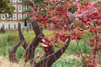 Red berries on a shrub at the garden