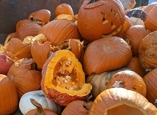 A pile of decaying pumpkins in a pile to be composted. 