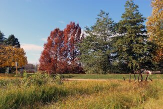 Fall trees at the Red Oak Rain Garden