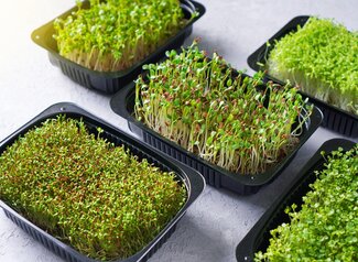 four types of microgreens in black containers