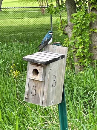 Birdhouse at ISU Horticulture Center