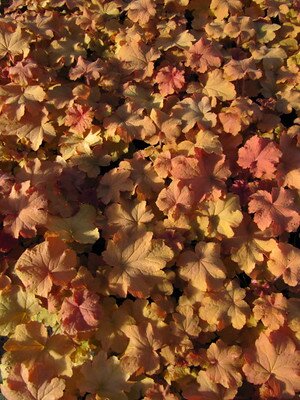 Heuchera 'Caramel' rusty brown foliage of coralbell plants