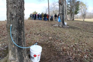 A maple tree with a sap line leading into a bucket