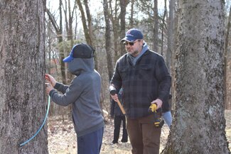 A man watches a young person attach a tube to a maple tree