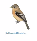 A drawing of a flyercatcher