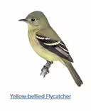 A drawing of a flyercatcher