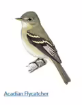 A drawing of a flyercatcher