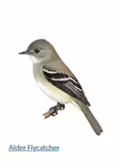 A drawing of a flyercatcher