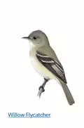 A drawing of a flyercatcher