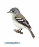 A drawing of a flyercatcher
