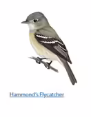 A drawing of a flyercatcher
