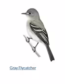 A drawing of a flyercatcher