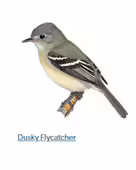 A drawing of a flyercatcher