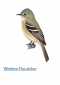 A drawing of a flyercatcher