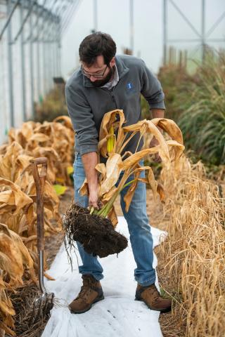 Chris Enroth digs a ginger harvest out of a greenhouse