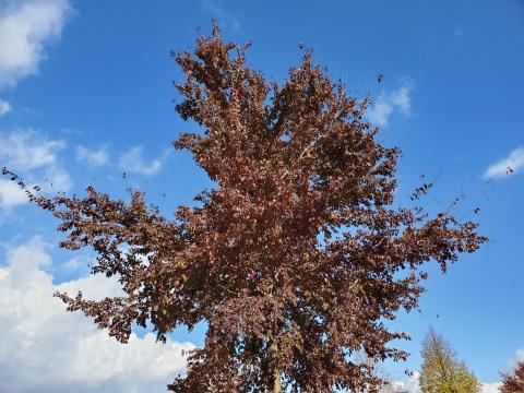 ‘Frontier’ elm is a hybrid tree with spectacular fall color.